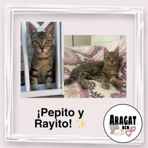Pepito y Rayito