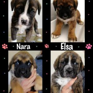 Nara, Teo, Olen y Elsa