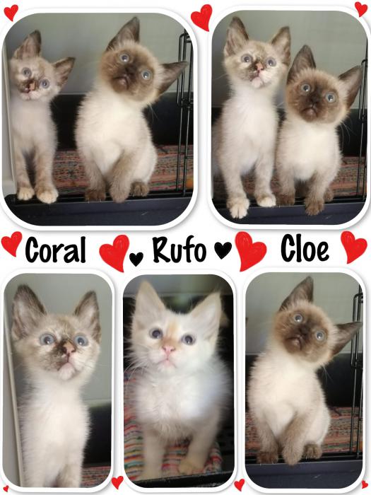 Coral, Rufo y Cloe