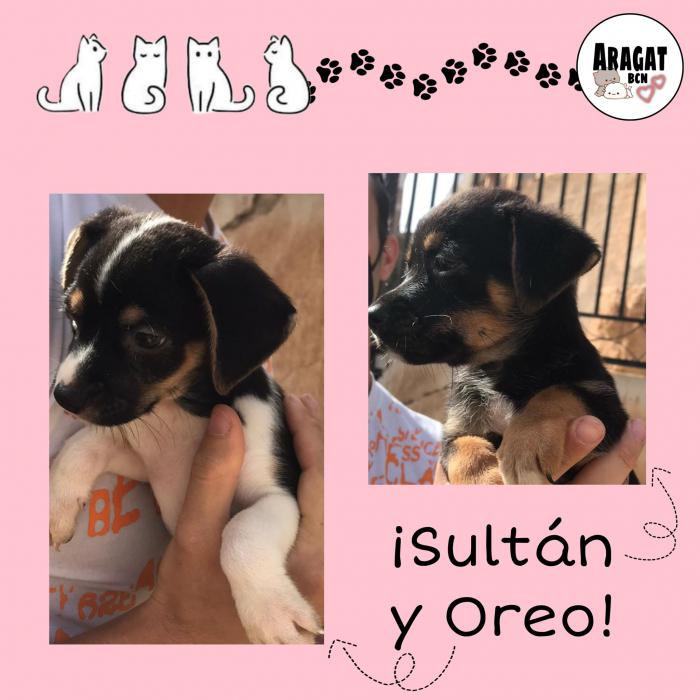 Sultán y Oreo