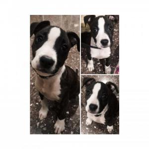 Milka