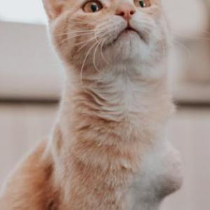 Manolito