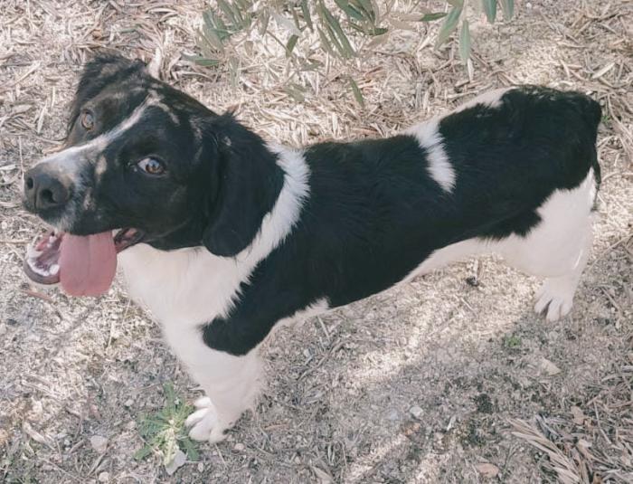 Bolt