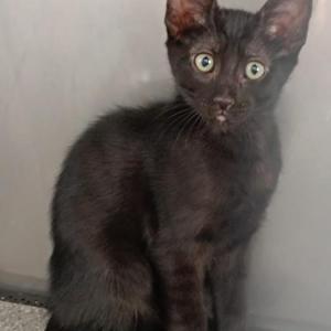 Oli