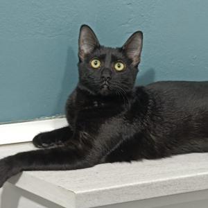 Oli