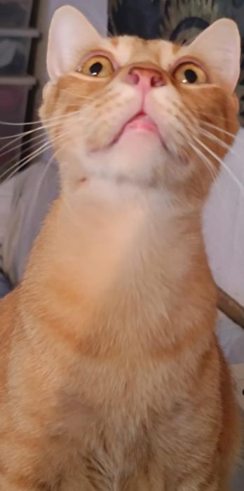 Pufy