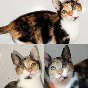Triqui