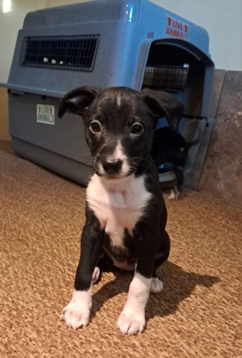 Pecas, Flecha y Nati