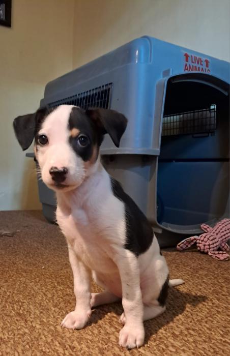 Pecas, Flecha y Nati