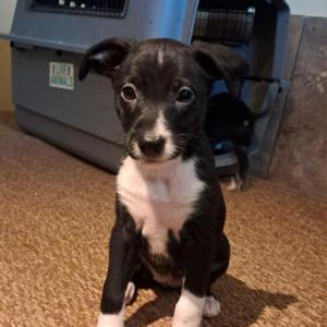 Pecas, Flecha y Nati