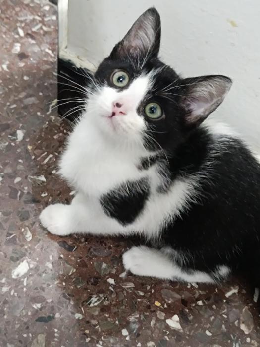 Gatitos