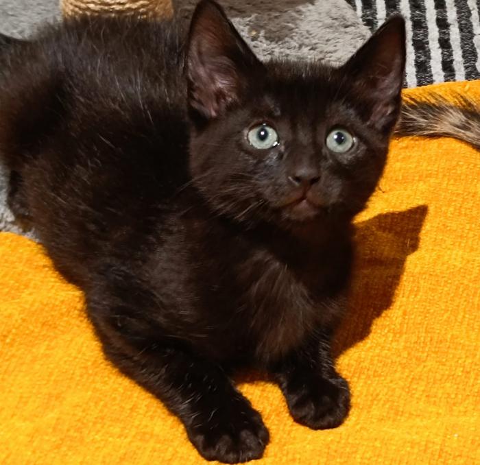 Gatitos