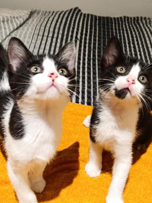 Gatitos