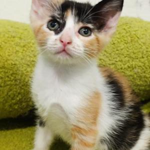 Gatitos