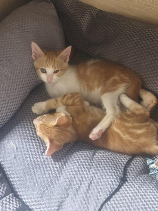 Mowgly y Baloo