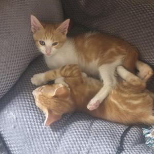 Mowgly y Baloo