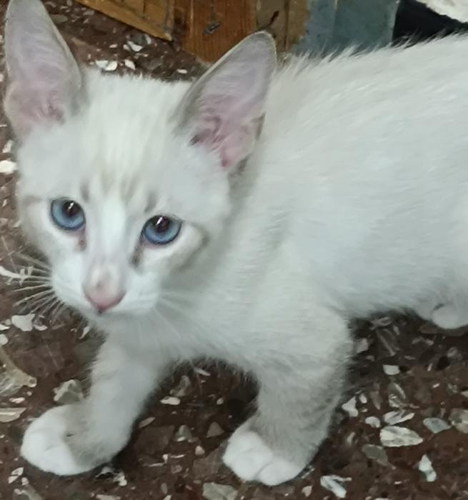 Blanquitos