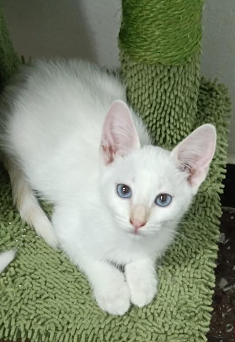 Blanquitos