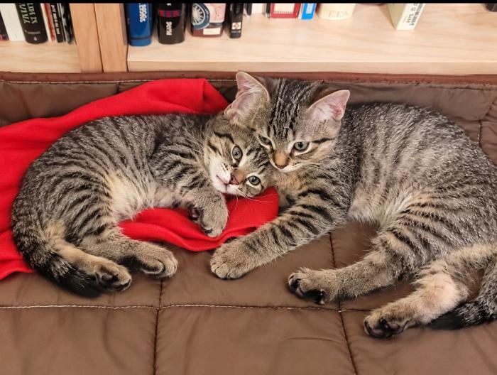 Gatitos