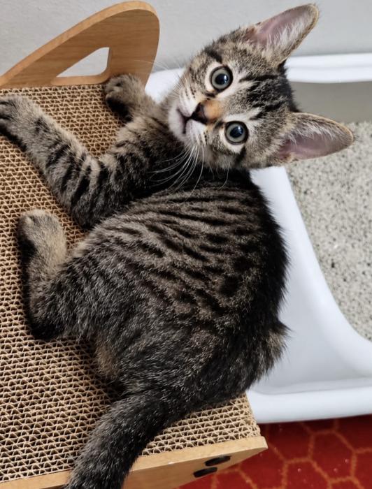 Gatitos