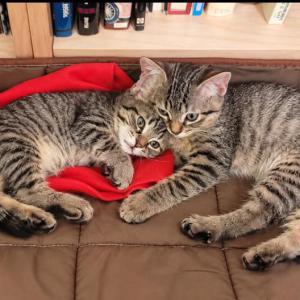 Gatitos