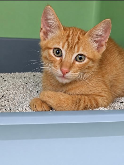 Kiro