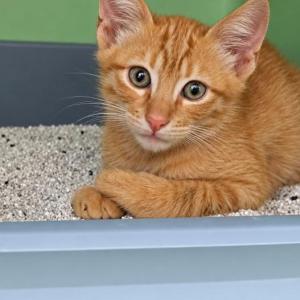 Kiro